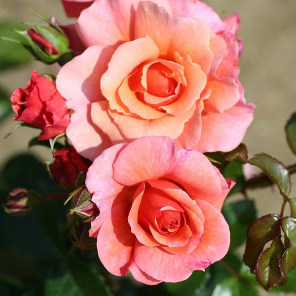 Whartons Roses ‘Summer Beauty’ Shrub Rose (3-Litre Pot) image 0