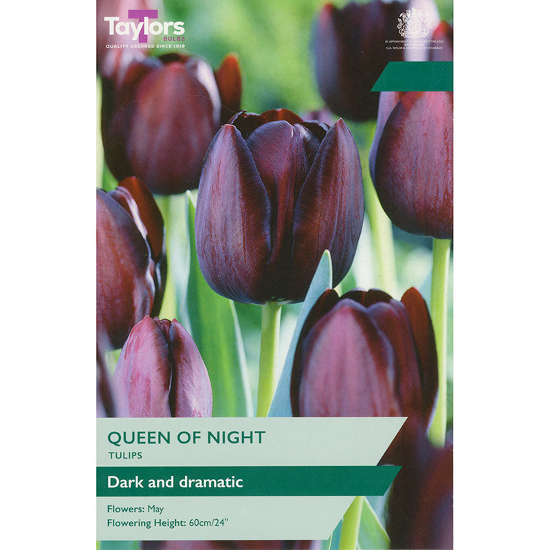 Tulip ‘Queen of Night’ (6 bulbs) image 0