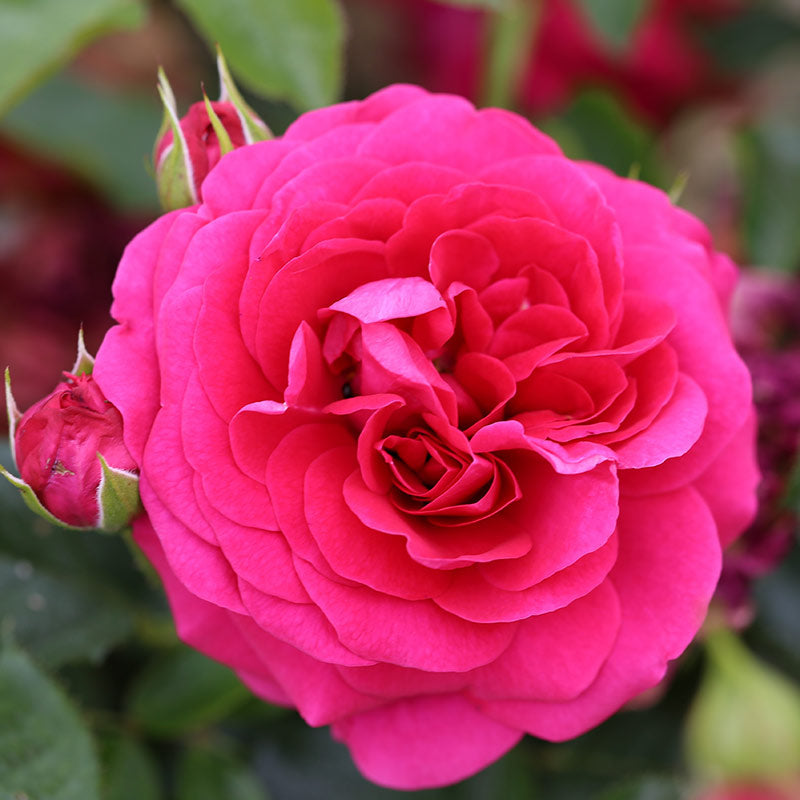 Whartons Roses ‘Truly Loved’ Floribunda Bush Rose (3-Litre Pot) image 0