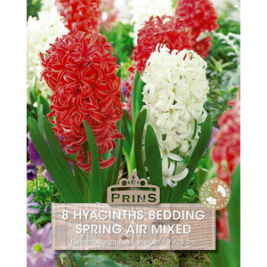 Hyacinth Bedding Spring Air Mixed – Red and White (8 Bulbs) image 0