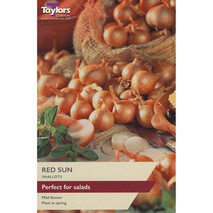 Red Sun Shallot Sets (Pack of 12) image 0