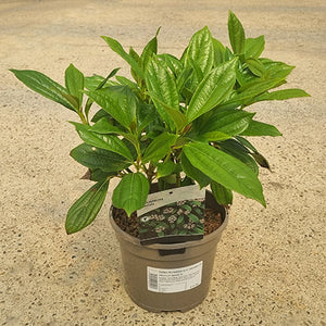 Viburnum davidii (3-Litre Pot) image 0