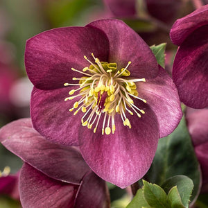 Helleborus ‘HGC Ice Breaker Ruby’ Snow Rose (2-Litre Pot) image 1