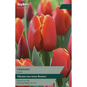 Tulip 'Verandi' (6 Bulbs) image 0