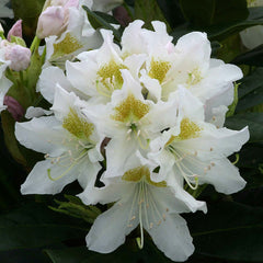 Rhododendron ‘Cunninghams White’ (7.5-Litre Pot) image 0