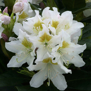 Rhododendron ‘Cunninghams White’ (7.5-Litre Pot) image 0