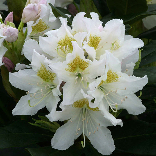 Rhododendron ‘Cunninghams White’ (7.5-Litre Pot) image 0