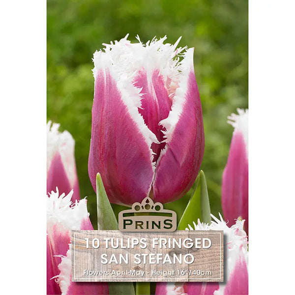 Tulip 'San Stefano' (10 bulbs) image 0