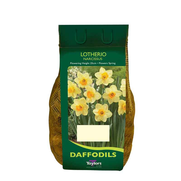 Narcissus 'Lotherio' Daffodils (7kg Bag) image 0