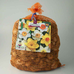 Narcissus 'Mixed' Daffodils (5kg bag) image 0