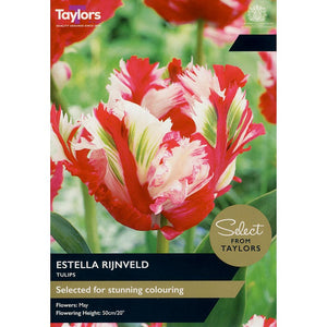 Tulip ‘Estella Rijnveld’ (6 Bulbs) image 0