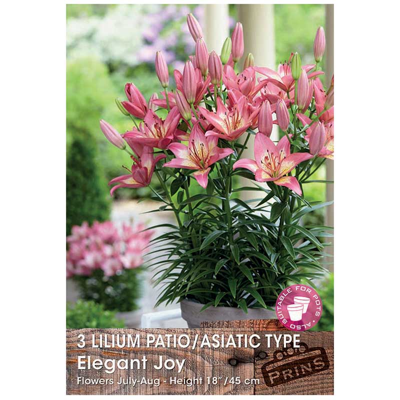 Lilium 'Patio/Asiatic Type Elegant Joy' Bulbs image 0