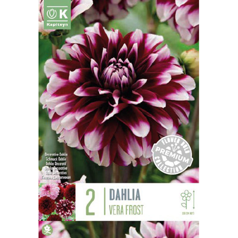 Dahlia Decorative Vera Frost (2 Tubers) image 0