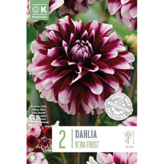 Dahlia Decorative Vera Frost (2 Tubers) image 0