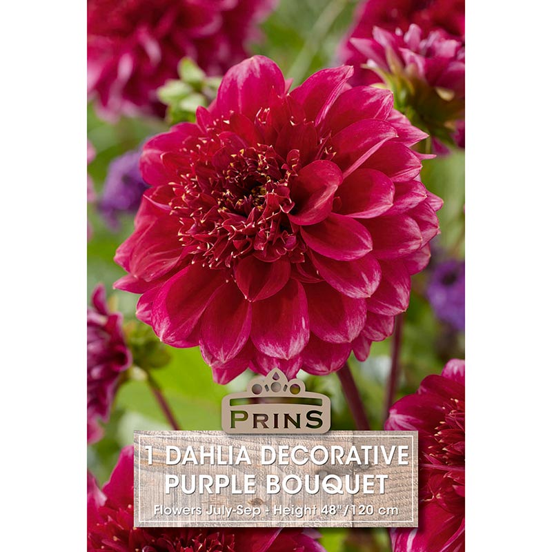 Dahlia Decorative 'Purple Bouquet' (1 tuber) image 0