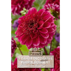 Dahlia Decorative 'Purple Bouquet' (1 tuber) image 0