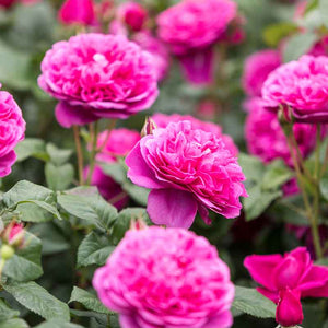David Austin James L. Austin® English Shrub Rose (6-Litre Pot) image 0