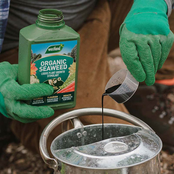 Westland Organic Seaweed Liquid Plant Growth Stimulant (1-Litre) image 2