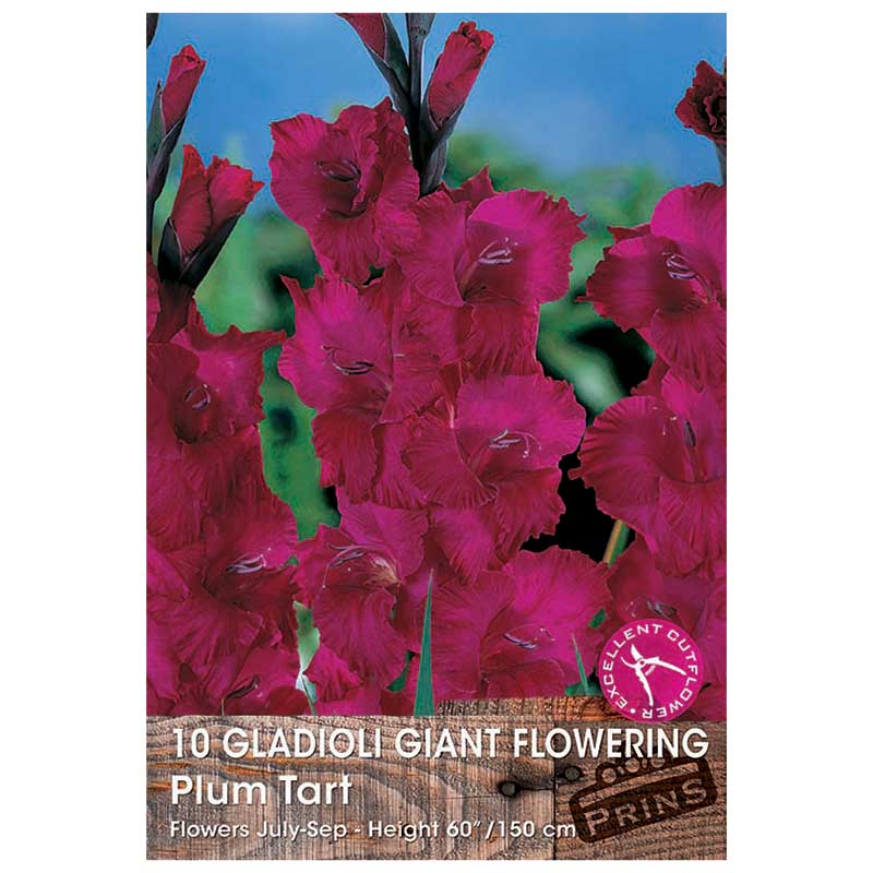 Gladioli Giant Flowering 'Plum Tart' - 10 bulbs image 0