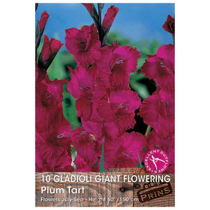 Gladioli Giant Flowering 'Plum Tart' - 10 bulbs image 0