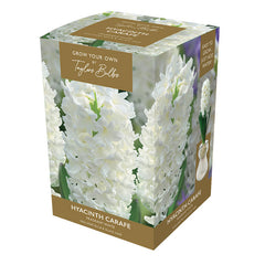 Hyacinth Carafe Indoor Planter Set (Available in 3 colours) - White image