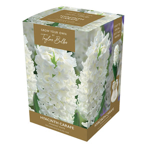 Hyacinth Carafe Indoor Planter Set (Available in 3 colours) - White image