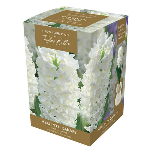 Hyacinth Carafe Indoor Planter Set (Available in 3 colours) - White image