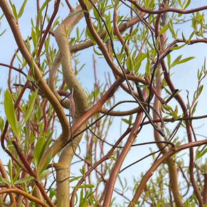 Salix × sepulcralis 'Erythroflexuosa' Tree (Golden Curls) (12-Litre Pot) image 0