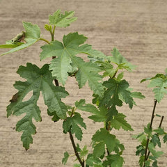 Ficus afghanistanica ‘Silver Lyre’ (2-Litre Pot) image 0