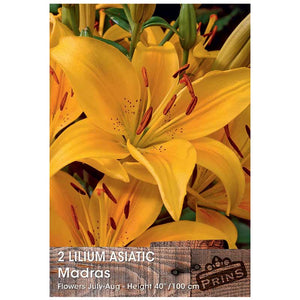 Lilium 'Asiatic Madras' Bulbs image 0