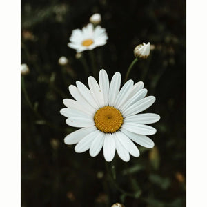 Ox-Eye Daisy Wild Flower Seeds (1 Packet) image 0