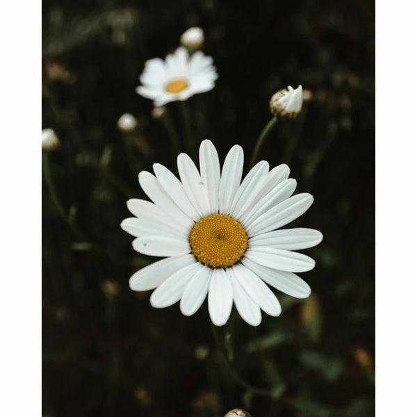 Ox-Eye Daisy Wild Flower Seeds (1 Packet) image 0