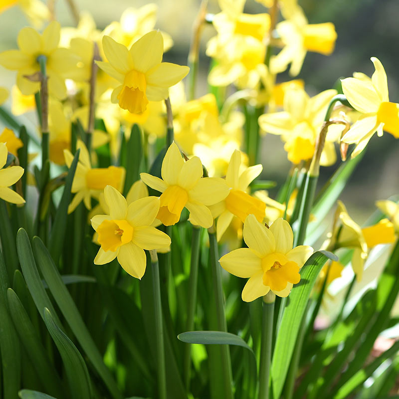 Narcissus ‘Tête-à-Tête’ Daffodils (70 bulbs) image 0