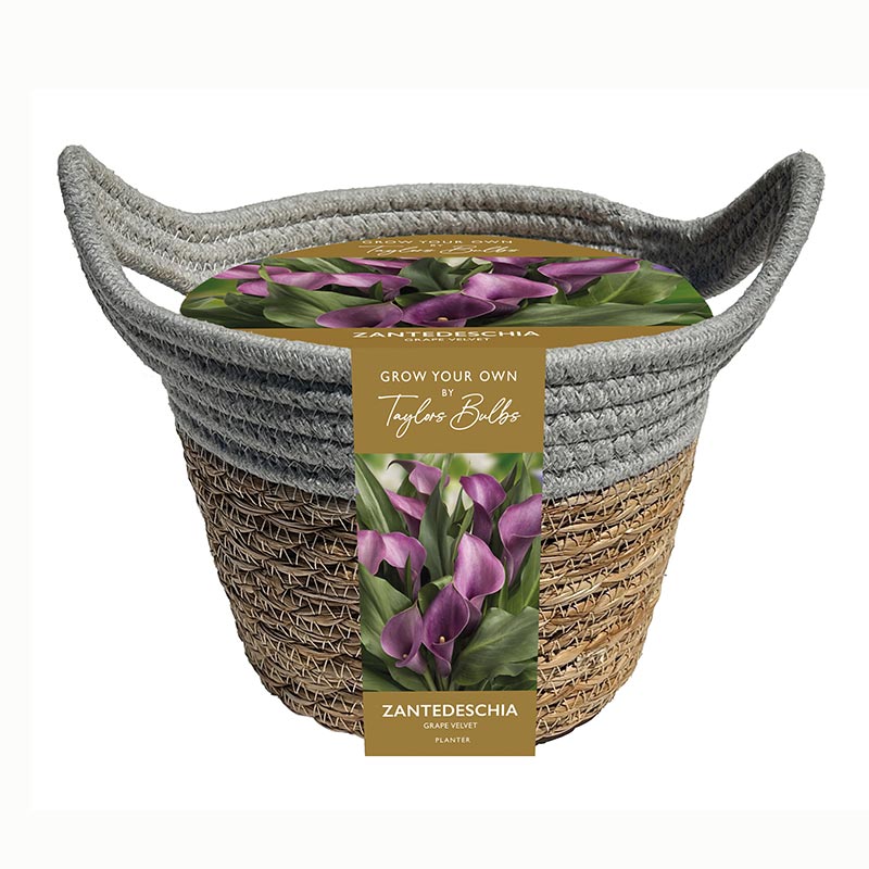 Outdoor Rush Grass Basket Set with Zantedeschia ‘Grape Velvet’ (1 Bulb) image 0