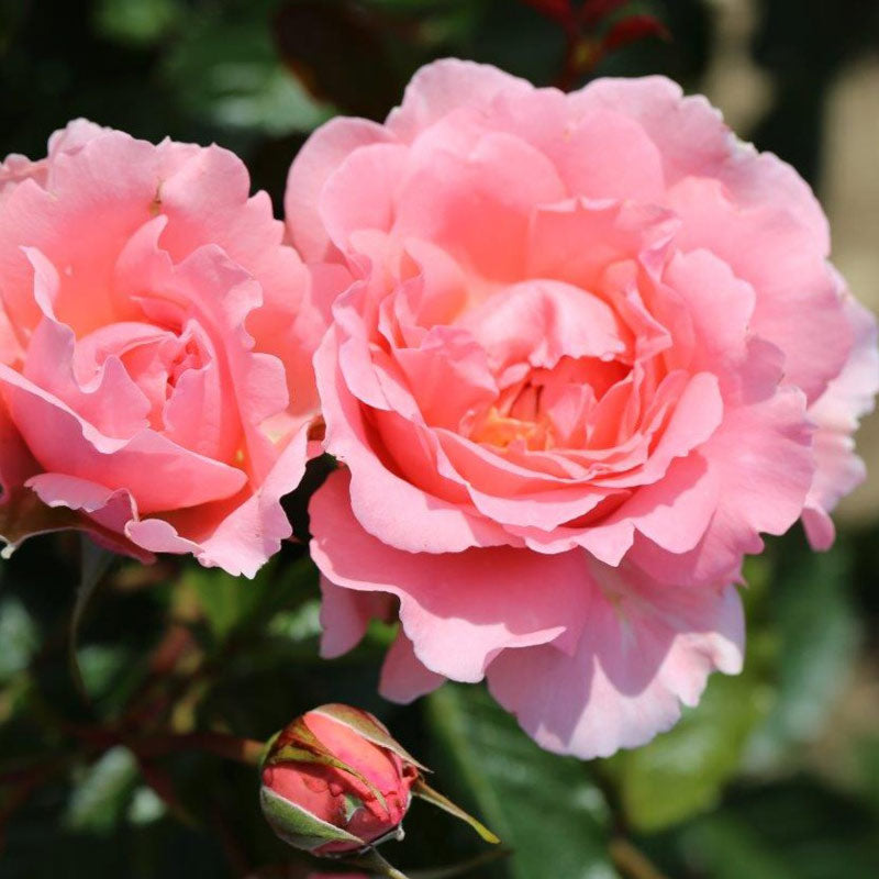 Whartons Roses ‘English Miss’ Shrub Rose (3-Litre Pot) image 0
