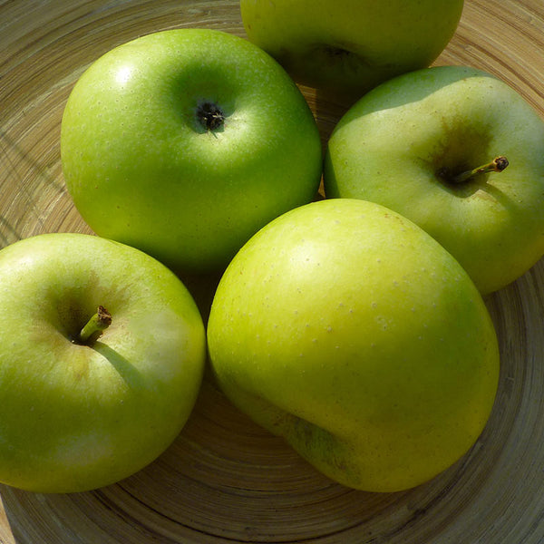 Malus ‘Princess Victoria’ Dwarf Apple Tree (5.5-Litre Pot) image 1