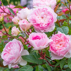 David Austin Silas Marner® English Shrub Rose (6-Litre Pot) image 1