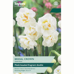 Narcissus Indoor ‘Bridal Crown’ Double Daffodil (6 Bulbs)