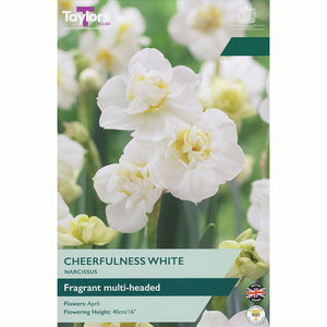 Narcissus ‘Cheerfulness White’ Daffodil (6 Bulbs)