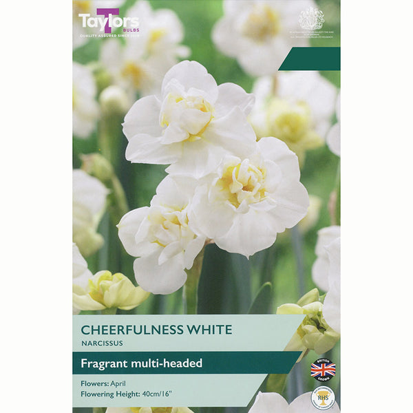 Narcissus ‘Cheerfulness White’ Daffodil (6 Bulbs)