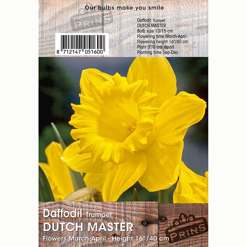 Narcissus ‘Dutch Master’ Daffodils