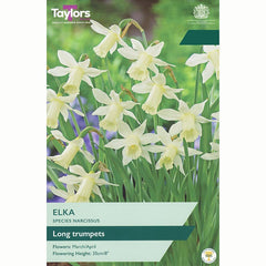 Narcissus ‘Elka’ Daffodil (8 Bulbs)