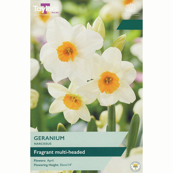 Narcissus ‘Geranium’ Daffodil (6 Bulbs)