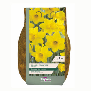 Narcissus Golden Trumpets Daffodil 2kg bag of bulbs
