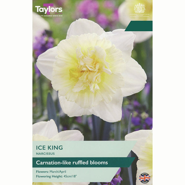 Narcissus ‘Ice King’ Double Daffodil (5 Bulbs)