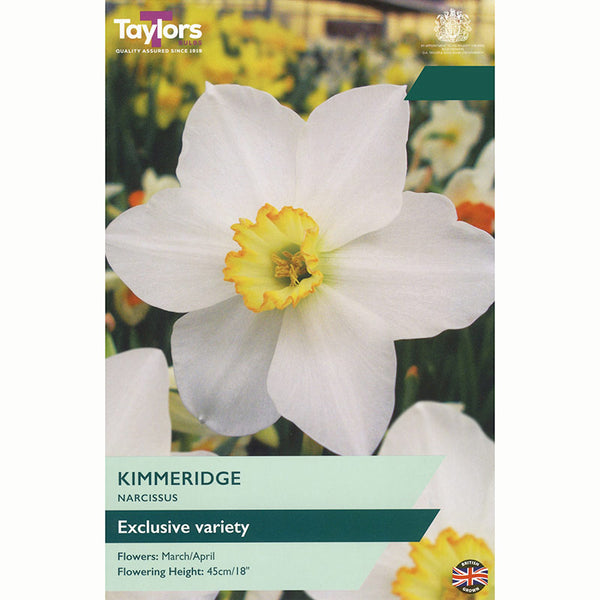 Narcissus ‘Kimmeridge’ Daffodil (7 Bulbs)