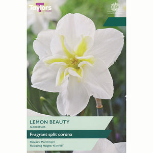 Narcissus ‘Lemon Beauty’ Daffodil (5 Bulbs)