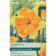 Narcissus ‘Mondragon’ Daffodil (5 Bulbs)