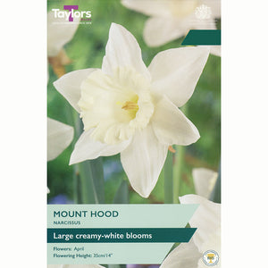 Narcissus ‘Mount Hood’ Daffodils (6 Bulbs)