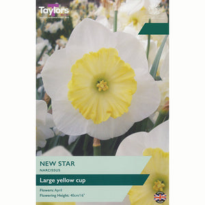 Narcissus ‘New Star’ Daffodil (7 Bulbs)